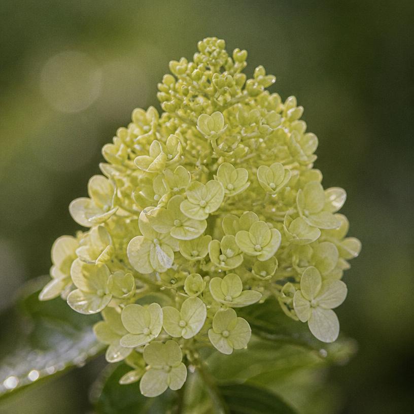Limelight hydrangea detail