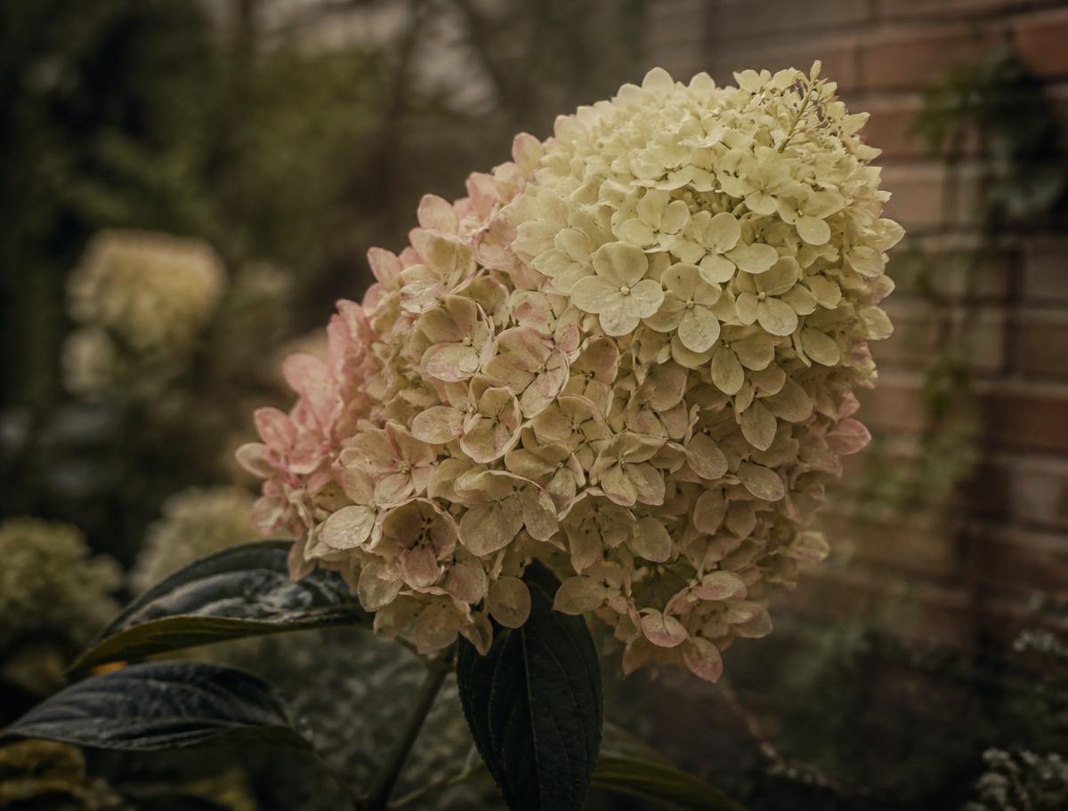 Hydrangeas That Actually Thrive in Indiana